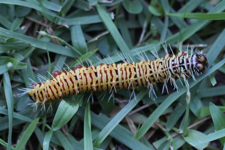 caterpillar